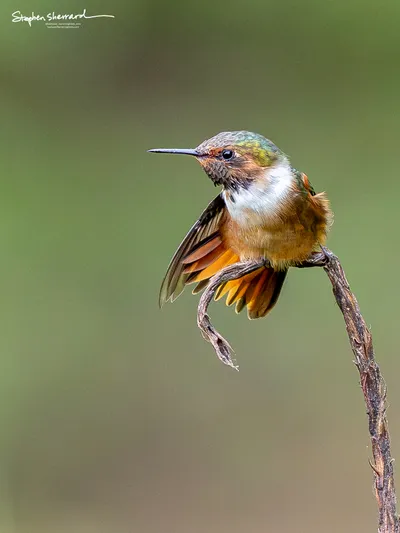 Hummingbirds of Costa Rica