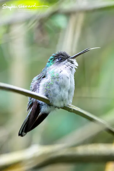 Hummingbirds of Costa Rica