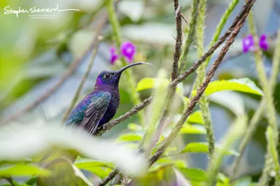 Hummingbirds of Costa Rica