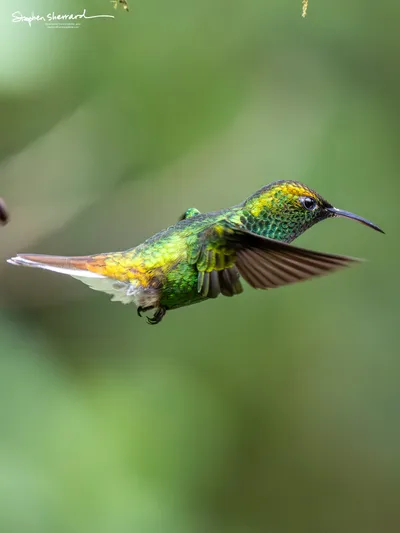 Hummingbirds of Costa Rica