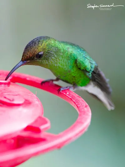 Hummingbirds of Costa Rica