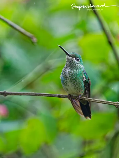 Hummingbirds of Costa Rica