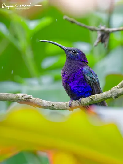 Hummingbirds of Costa Rica