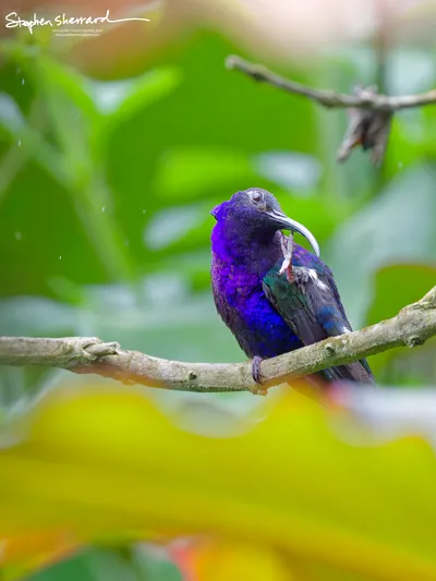 Hummingbirds of Costa Rica