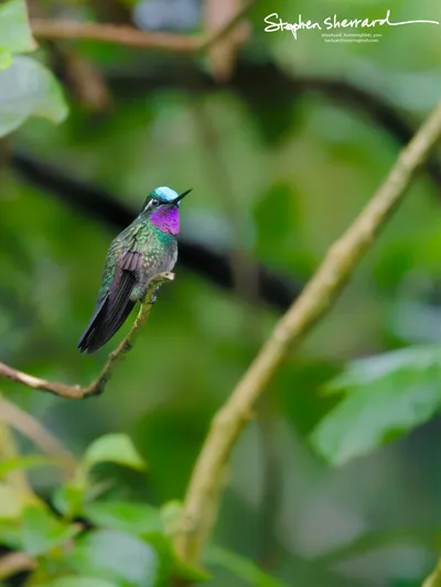 Hummingbirds of Costa Rica