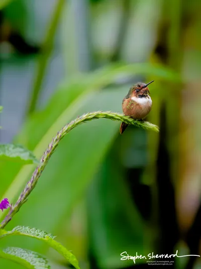 Hummingbirds of Costa Rica