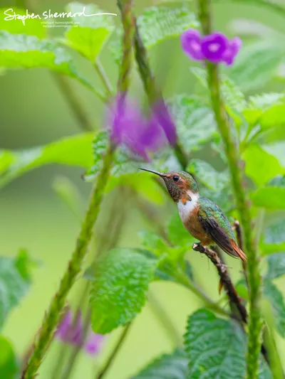Hummingbirds of Costa Rica