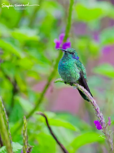 Hummingbirds of Costa Rica