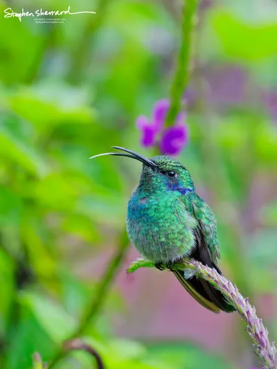 Hummingbirds of Costa Rica