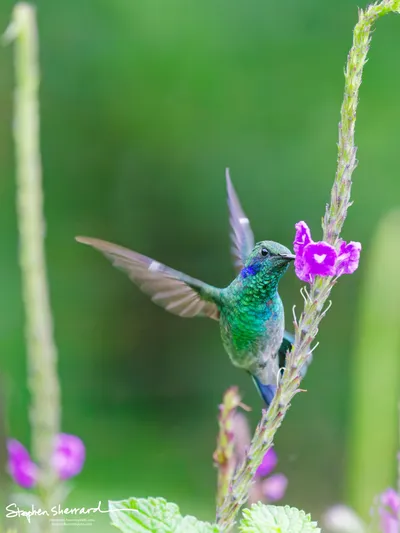 Hummingbirds of Costa Rica