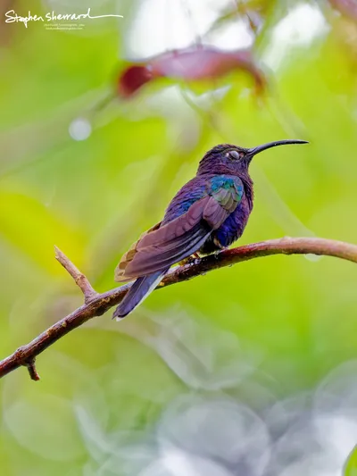 Hummingbirds of Costa Rica