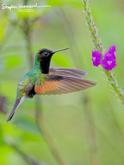 Hummingbirds of Costa Rica