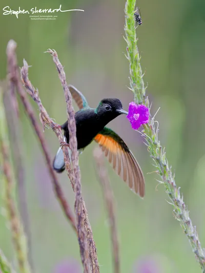 Hummingbirds of Costa Rica