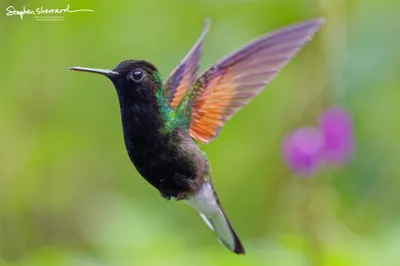 Hummingbirds of Costa Rica