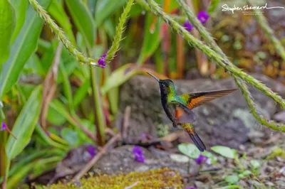 Hummingbirds of Costa Rica