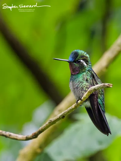 Hummingbirds of Costa Rica