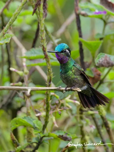 Hummingbirds of Costa Rica