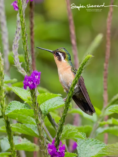 Hummingbirds of Costa Rica