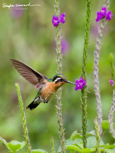 Hummingbirds of Costa Rica