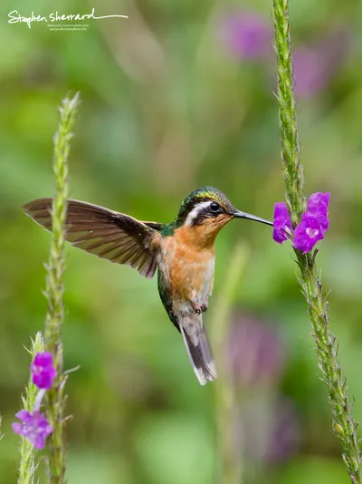 Hummingbirds of Costa Rica