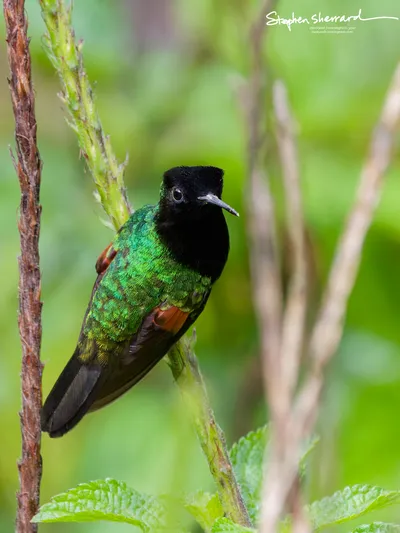 Hummingbirds of Costa Rica