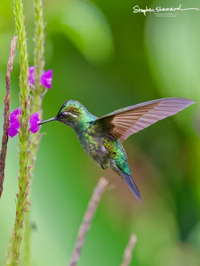 Hummingbirds of Costa Rica