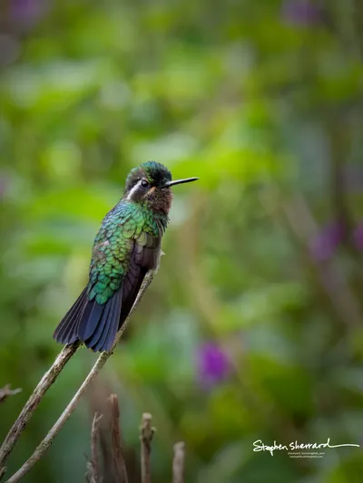 Hummingbirds of Costa Rica