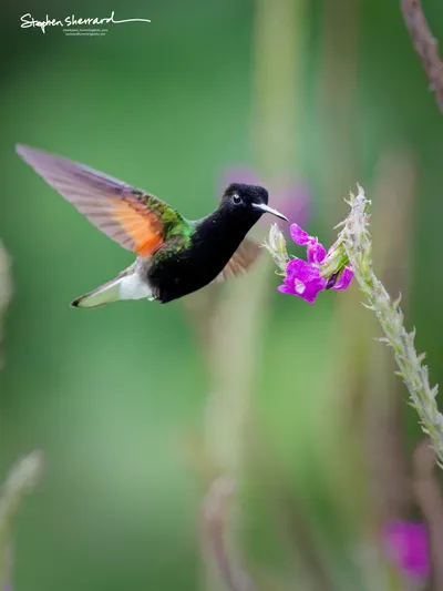 Hummingbirds of Costa Rica