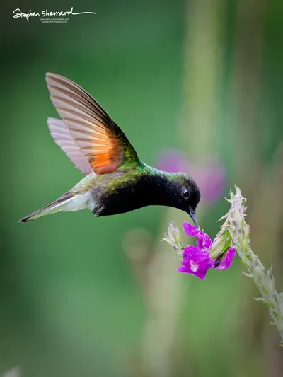 Hummingbirds of Costa Rica