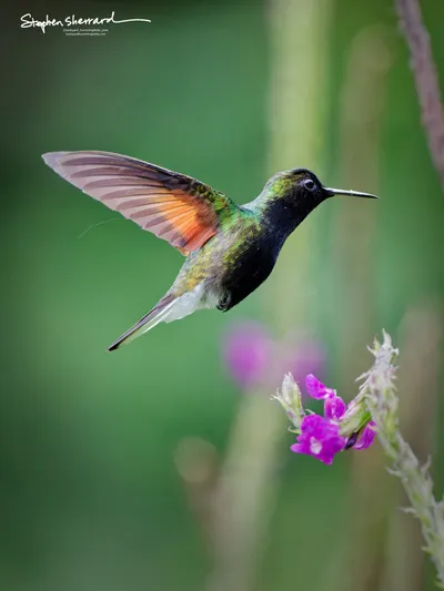 Hummingbirds of Costa Rica