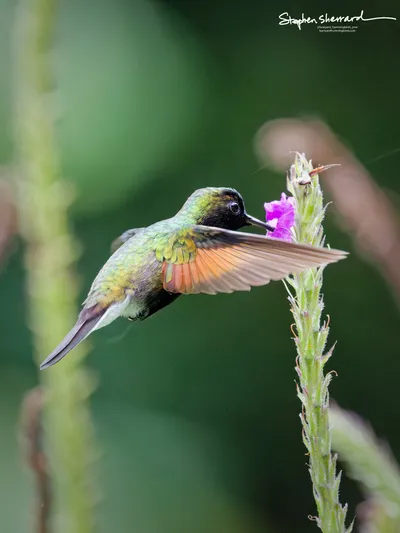 Hummingbirds of Costa Rica