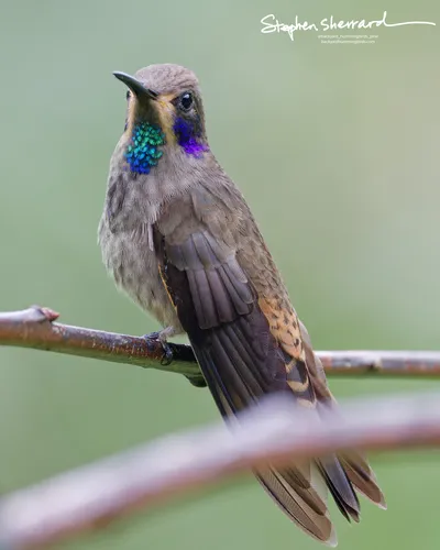 Hummingbirds of Ecuador