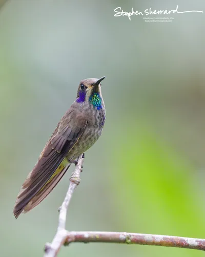 Hummingbirds of Ecuador