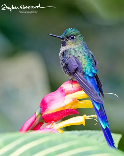 Hummingbirds of Ecuador