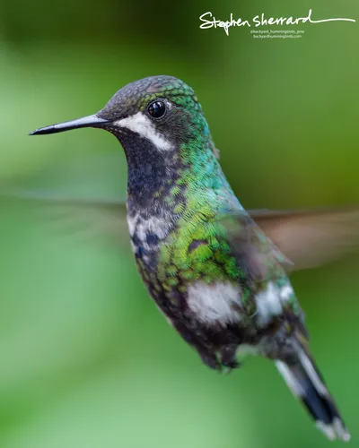 Hummingbirds of Ecuador