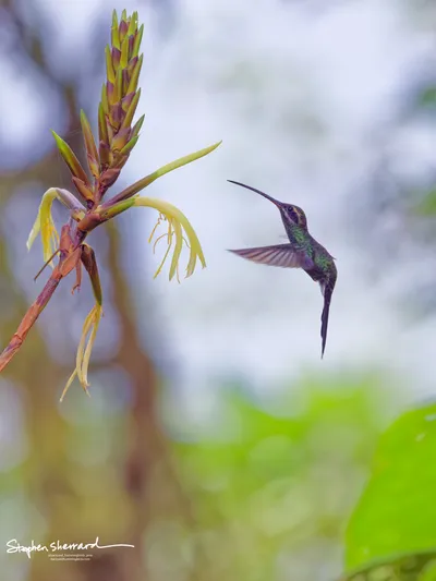Hummingbirds of Ecuador
