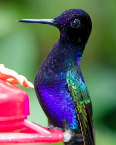 Hummingbirds of Ecuador