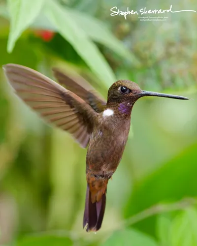 Hummingbirds of Ecuador