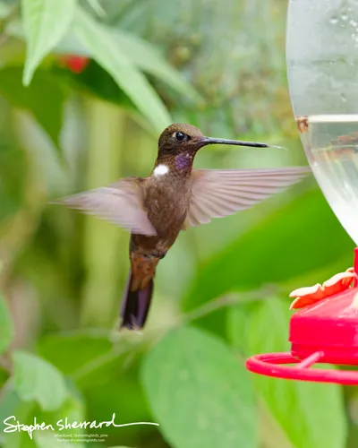 Hummingbirds of Ecuador