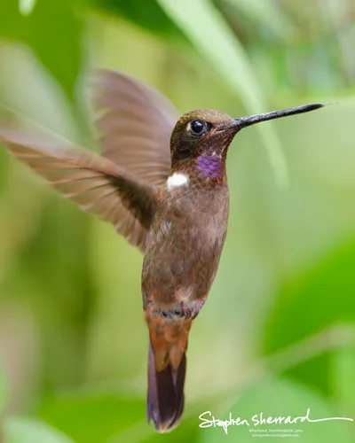 Hummingbirds of Ecuador