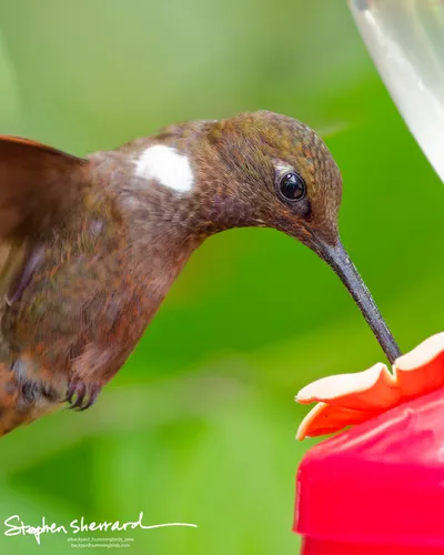 Hummingbirds of Ecuador