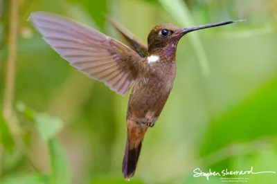 Hummingbirds of Ecuador