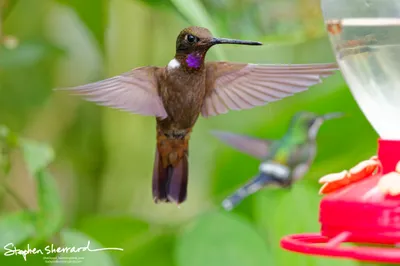 Hummingbirds of Ecuador