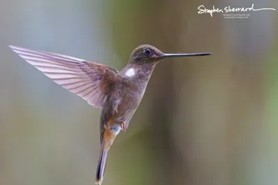 Hummingbirds of Ecuador