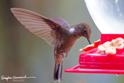 Hummingbirds of Ecuador