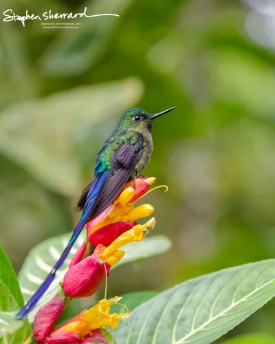 Hummingbirds of Ecuador