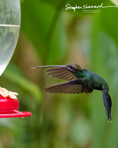 Hummingbirds of Ecuador