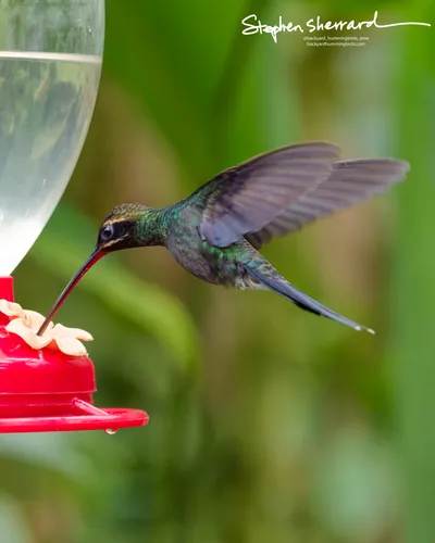Hummingbirds of Ecuador