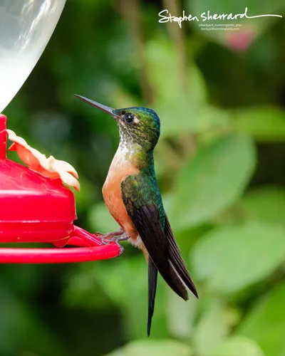 Hummingbirds of Ecuador