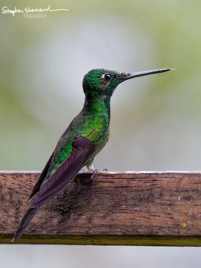 Hummingbirds of Ecuador